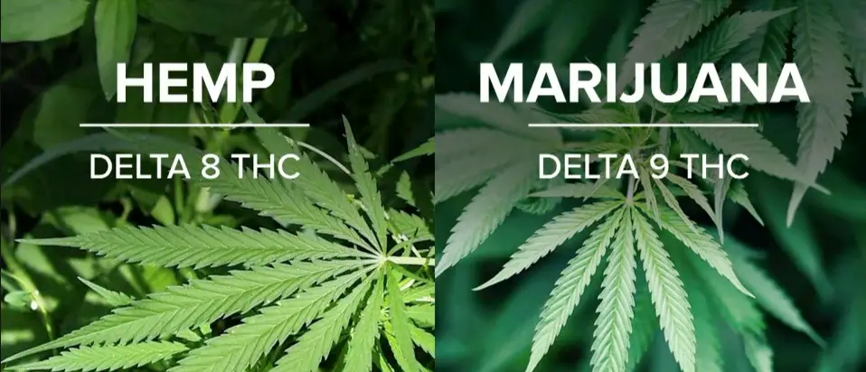 hemp vs marijuana - Cannabidiol Full Spectrum