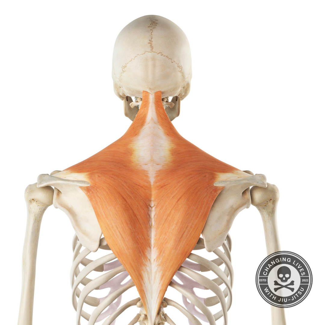 how to get a thicker neck