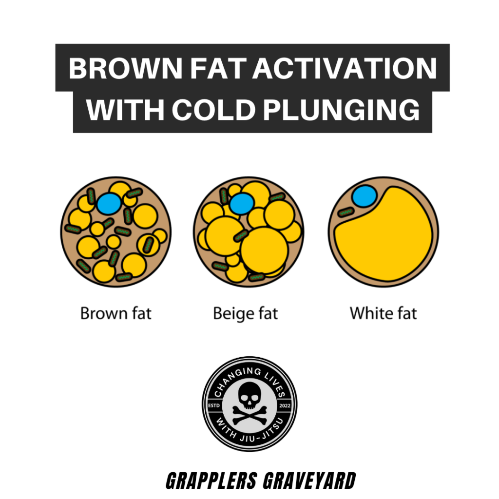 brown fat activation cold plunge