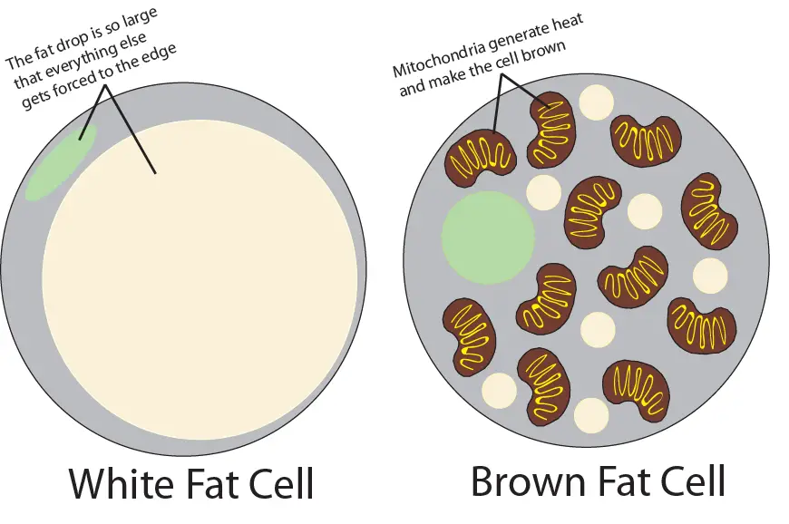 brown fat cell diagram