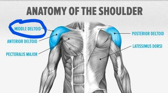 anatomy of the shoulder - kettlebell shoulder workout