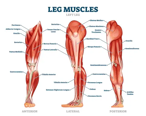 lunge variation muscles worked