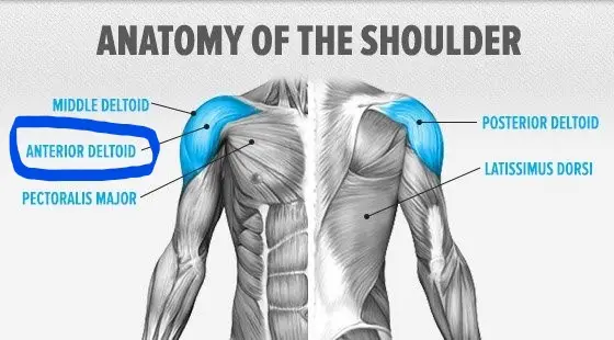 anatomy of the shoulder - kettlebell shoulder workout